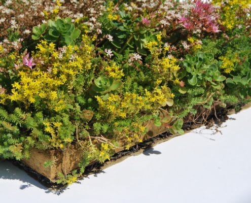 Place 'n Go Sedumtray-3