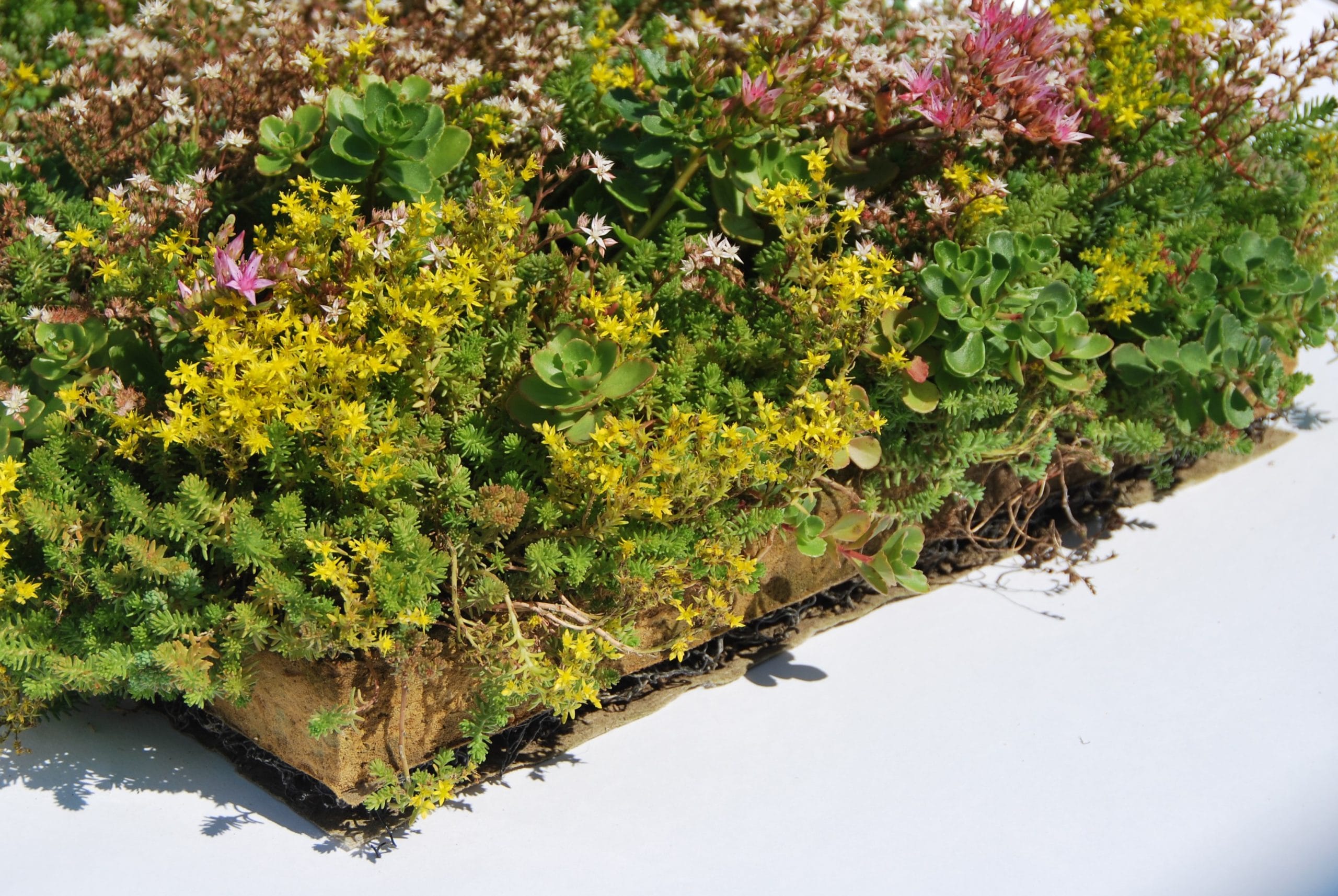 Place 'n Go Sedumtray-3