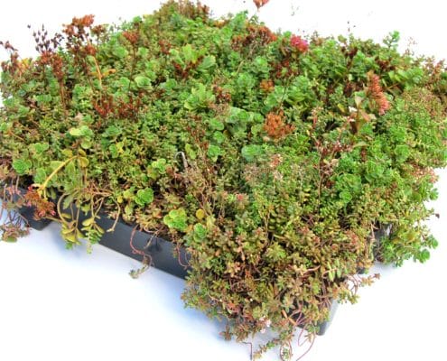 Sempergreen Click 'n go Sedumtray photo