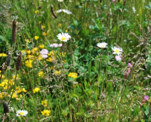 Wildflower_mat Wildflower_mat